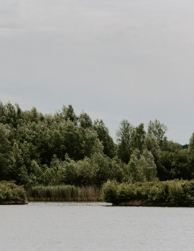 Swan on Fishing Lake – Wasing Estate Fishing Location