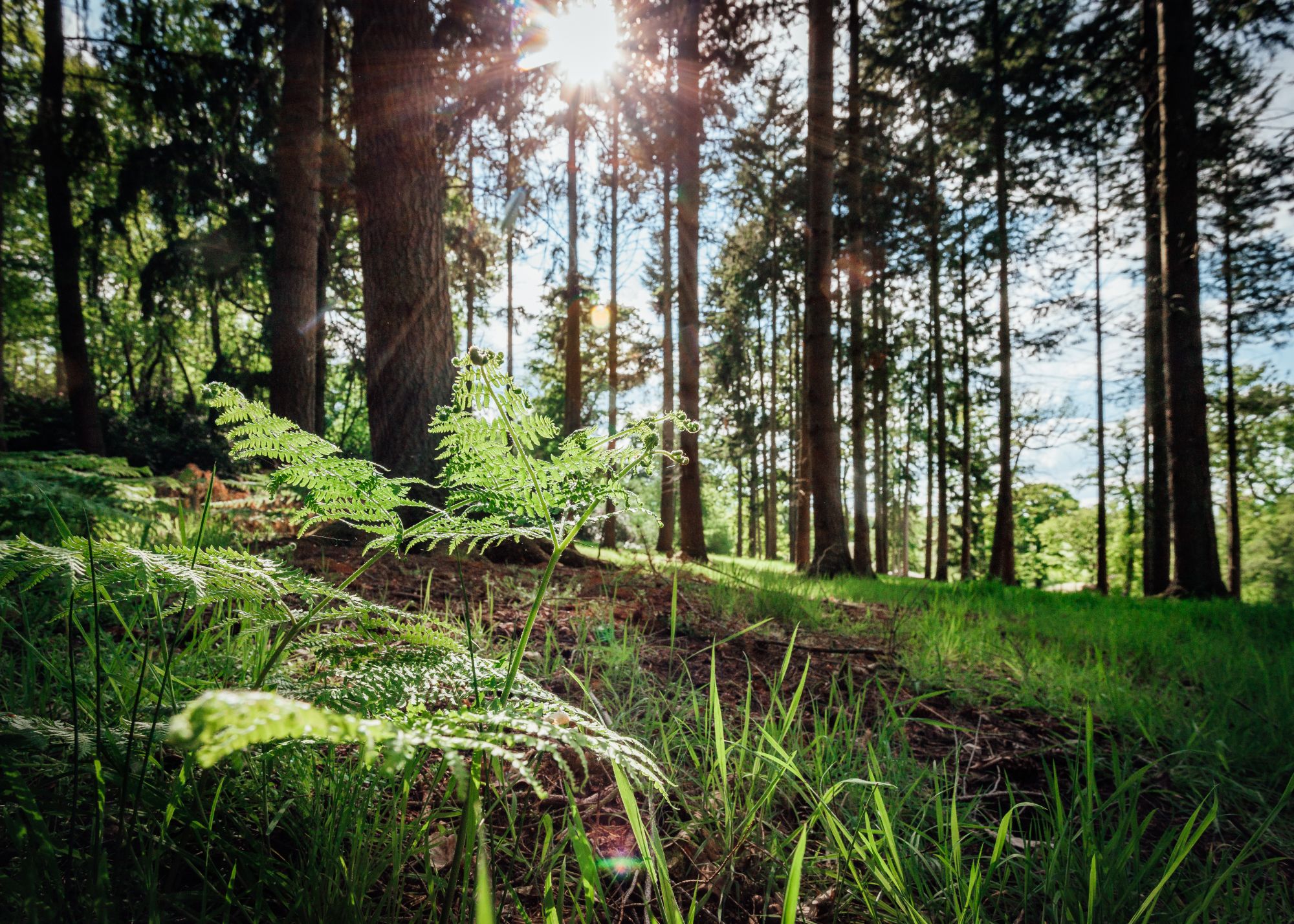 Forest Walks – The Wasing Estate – Wasing Park