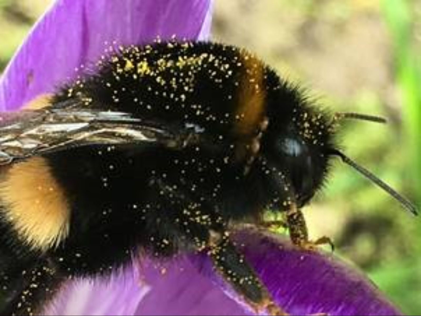 Wasing And World Earth Day