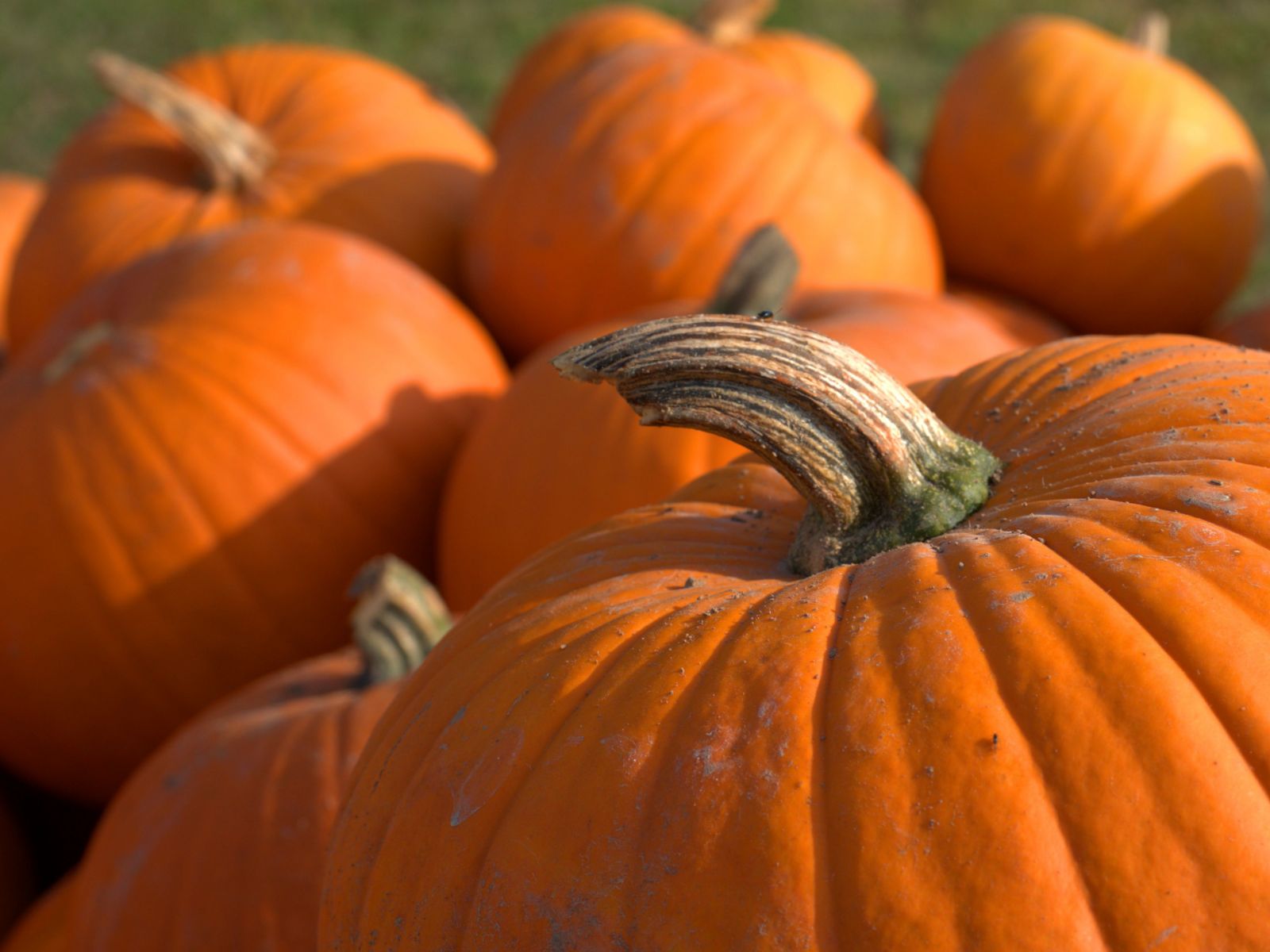 PYO Pumpkin & Woodland Trail