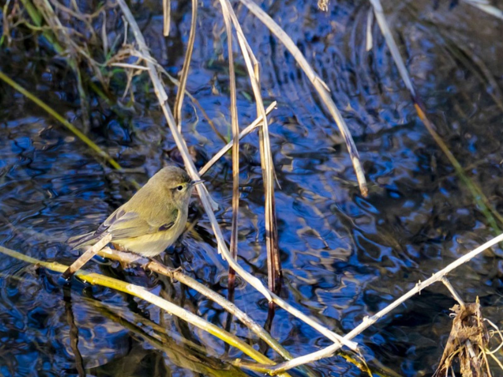 Wasing Fisheries March Nature Notes Blog