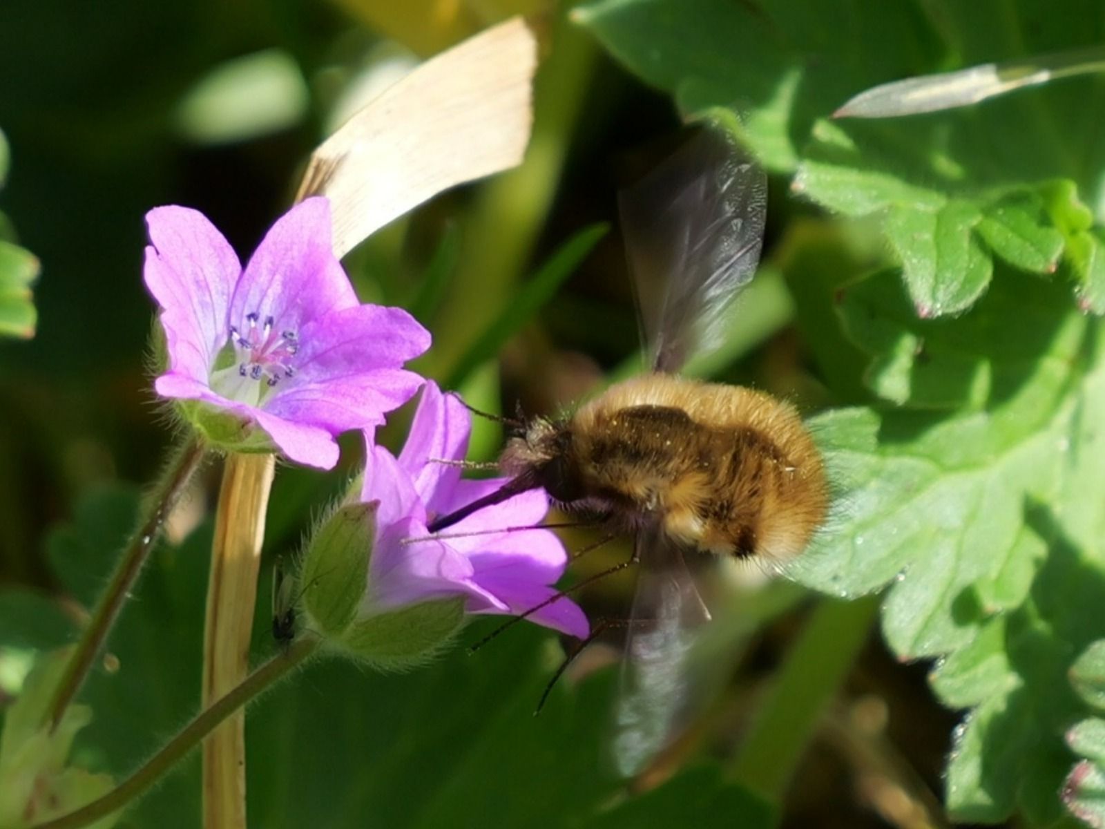 Wasing Fisheries April Nature Notes Blog