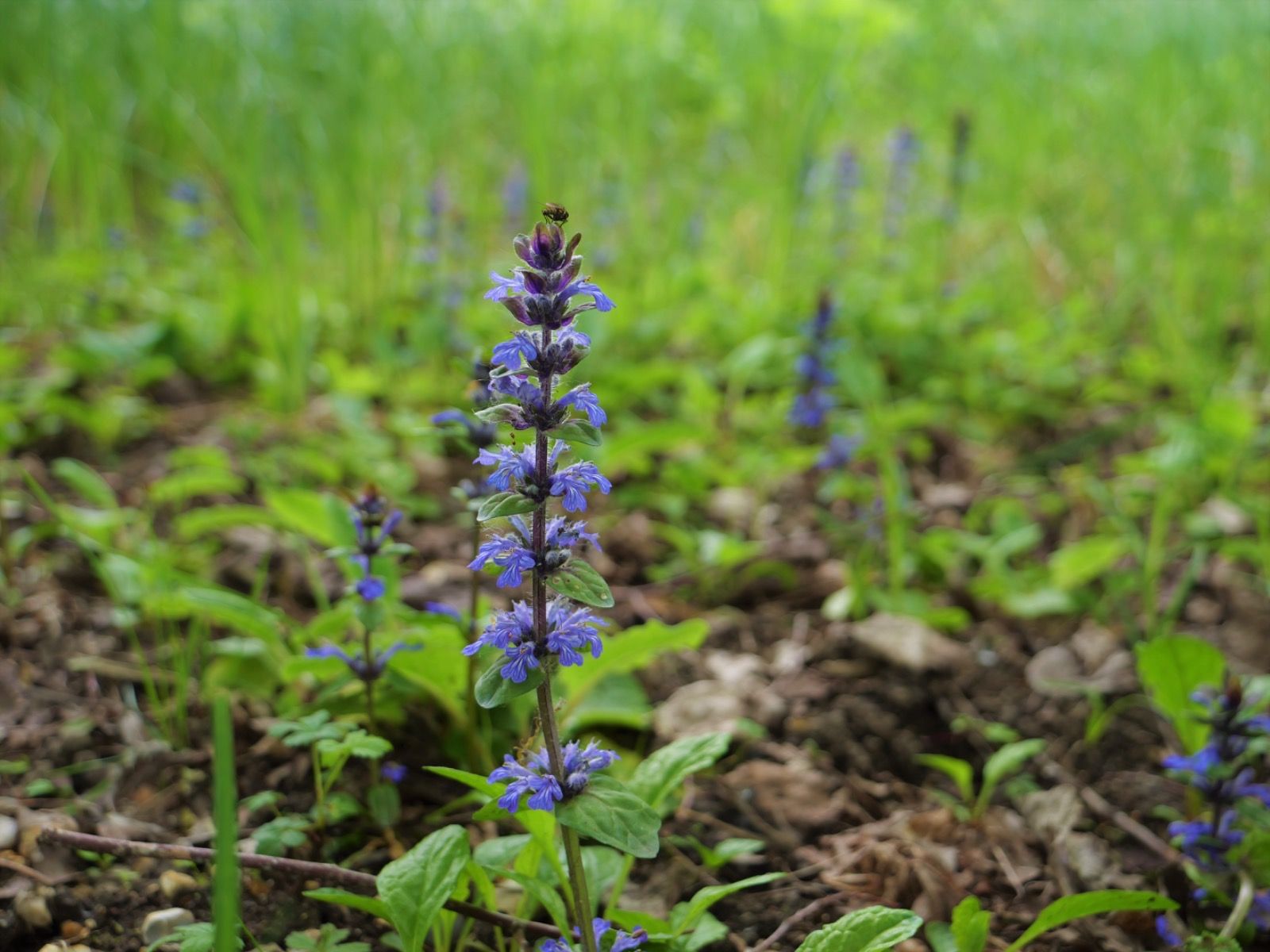 Wasing Fisheries May Nature Notes Blog