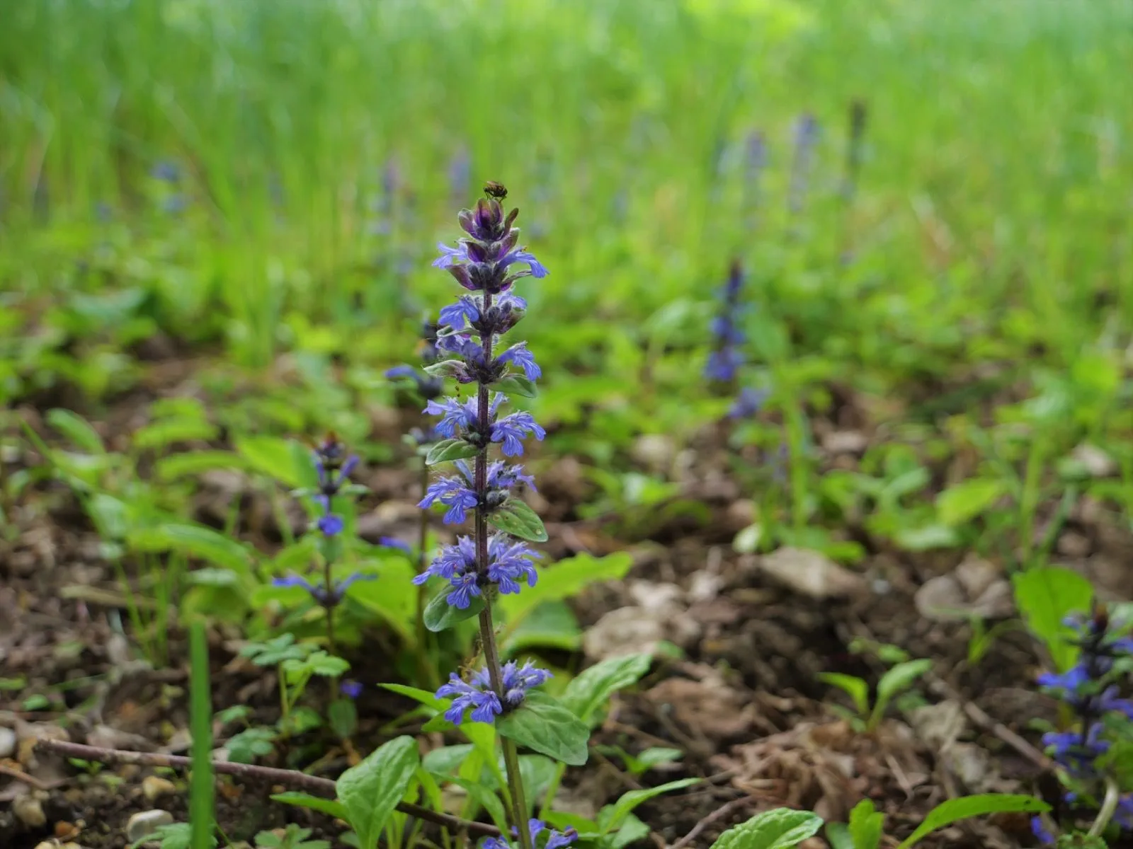 Wasing Fisheries May Nature Notes Blog