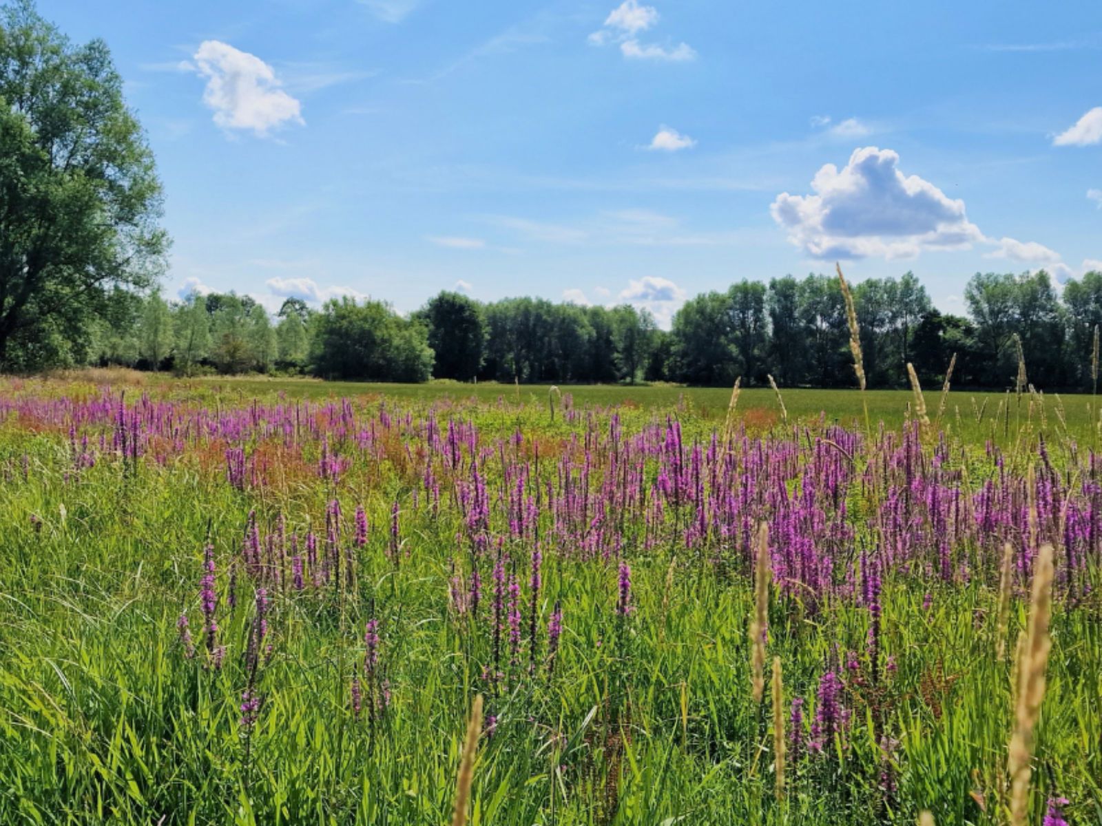 Wasing Fisheries July Nature Notes Blog