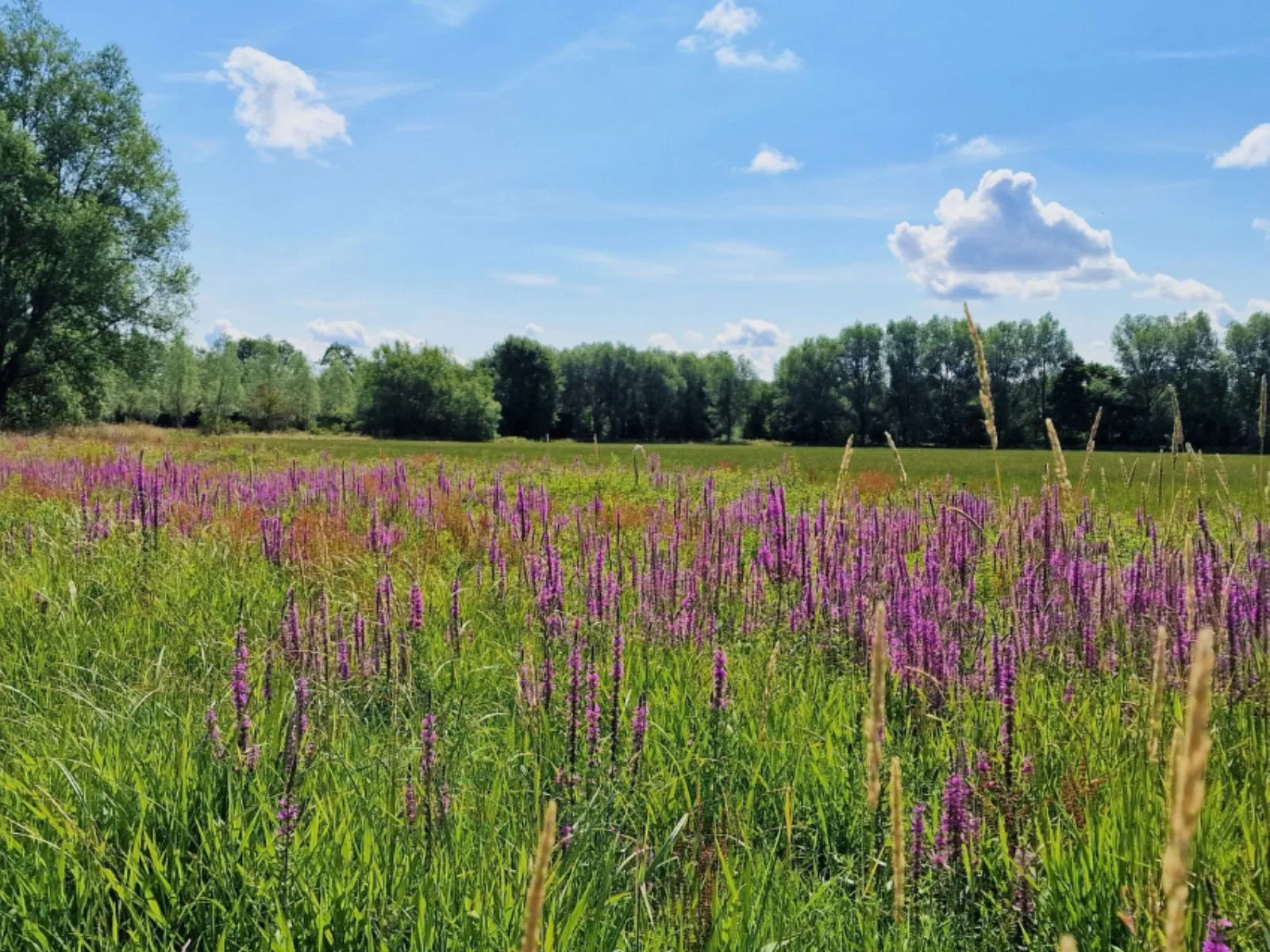 Wasing Fisheries July Nature Notes Blog