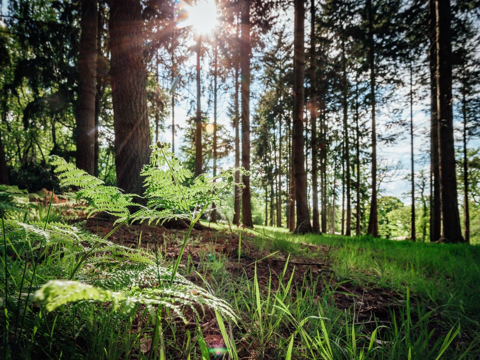 Accessibility Guide for Solstice At Wasing