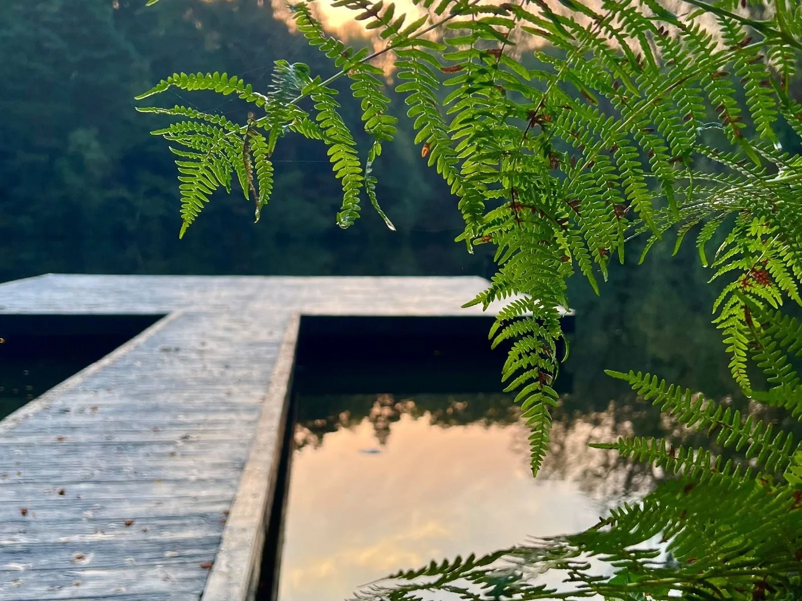 Wasing Wellbeing 2025 Offerings