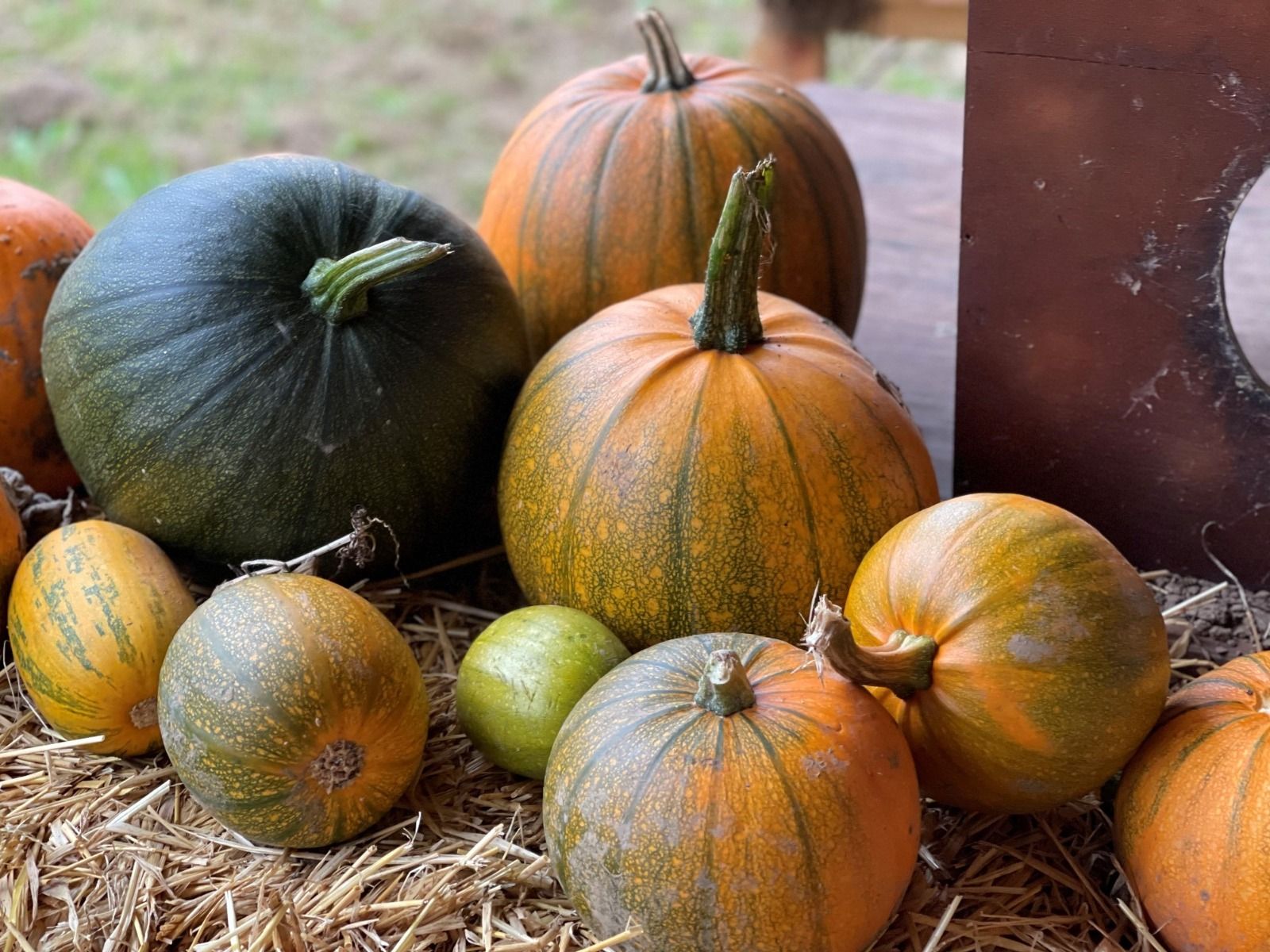 Wasing’s Top 10 Pumpkin Storage & Sustainability Tips